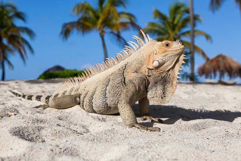 Wildlife Watching at Palm Island Grenadines