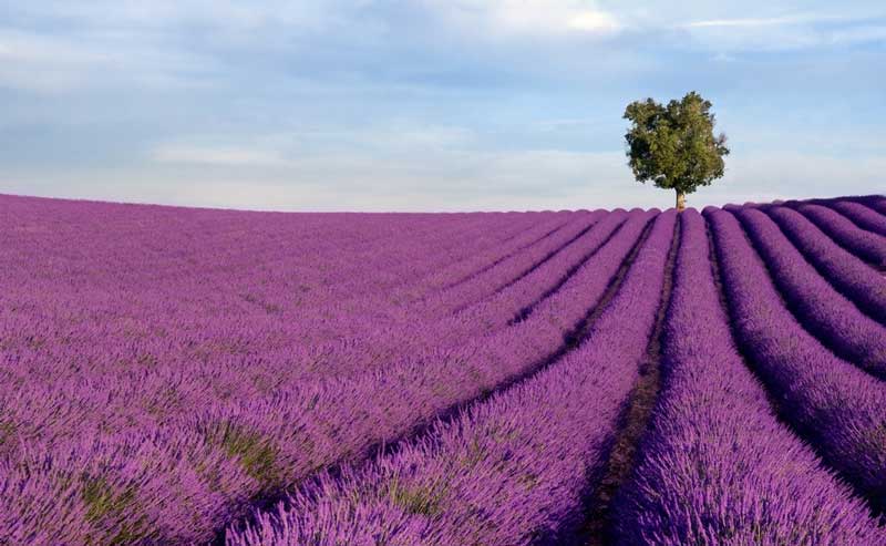 Provence