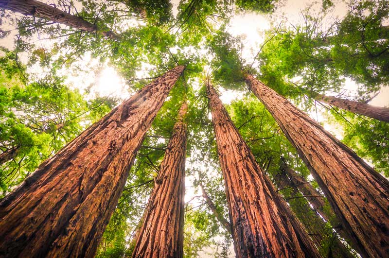 Redwoods in California