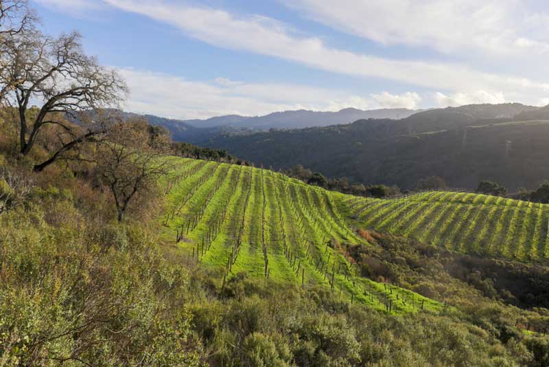 Santa Cruz Mountain Wineries