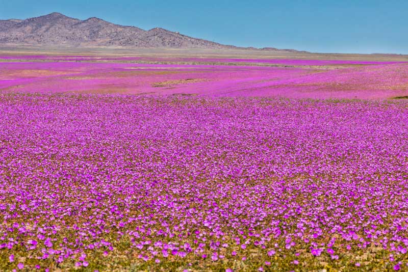 Beautiful scene in Atacama Desert during Spring