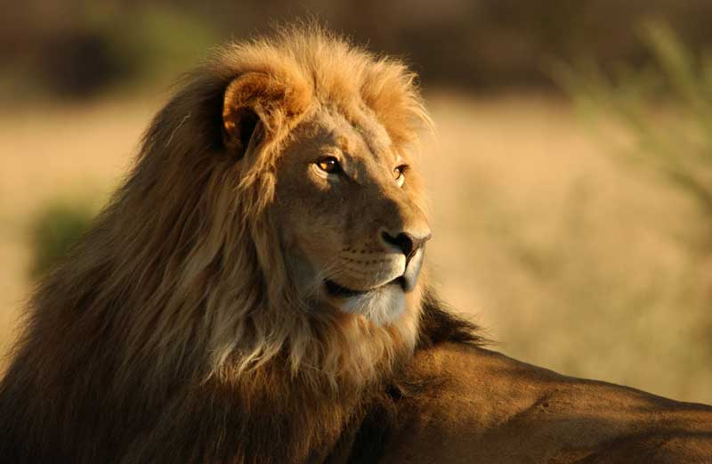 African lion, Namibia, Africa
