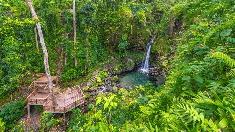 Dominica's lush rainforests