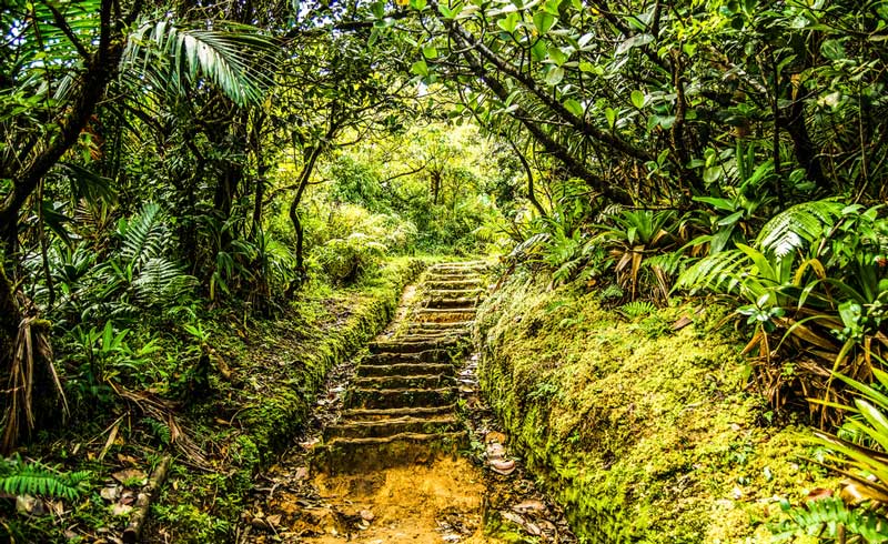 Stairway Pathway on the island of Dominica