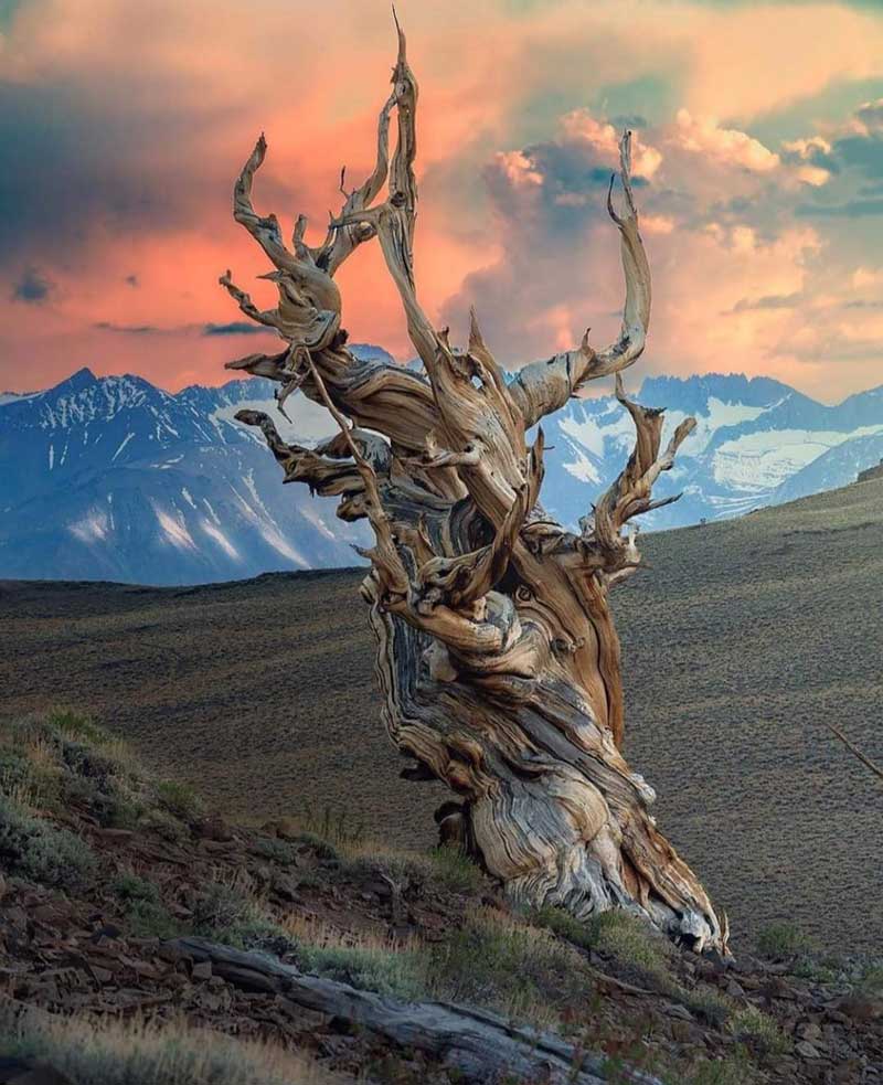 the ancient Bristlecone Pine Forest