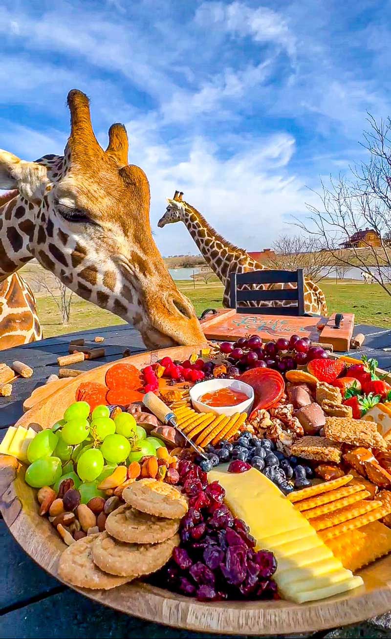 Giraffe Dining Experience