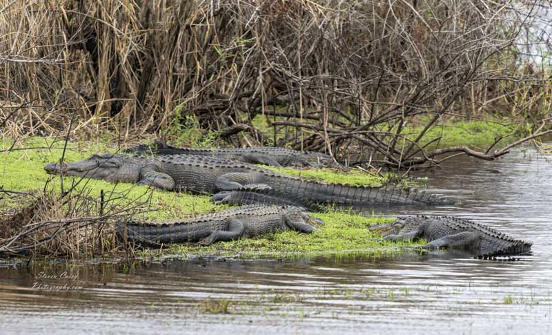 Myakka River State Park