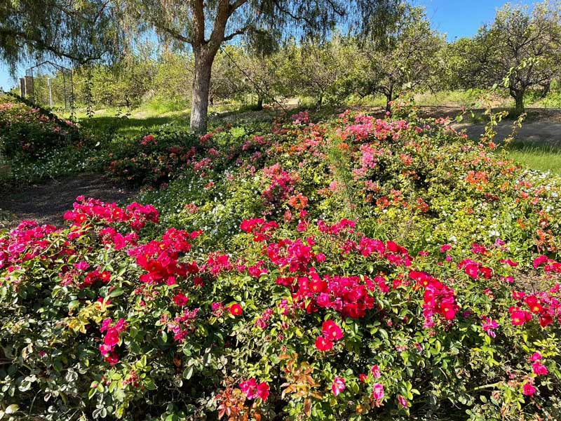 Citrus Ranch Park