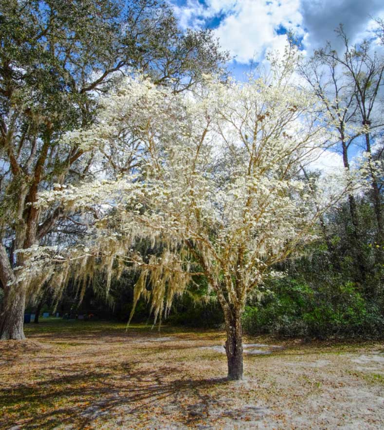 Micanopy during Spring