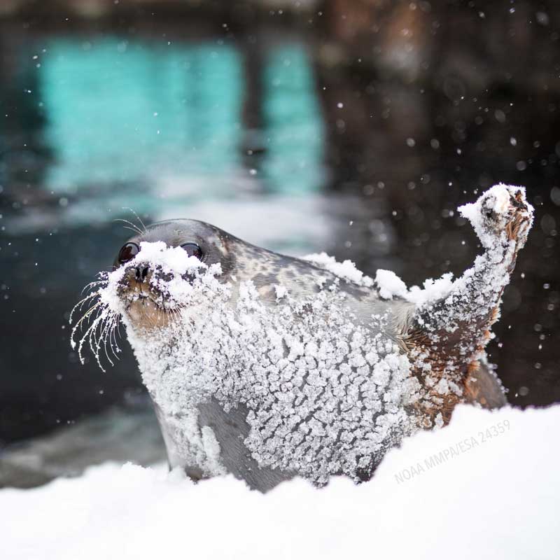 Alaska SeaLife Center