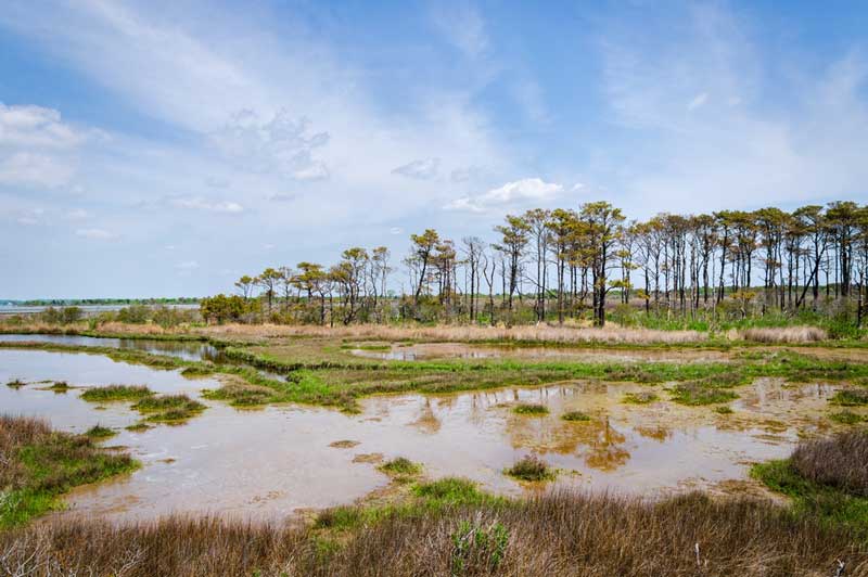 Assateague Island, Maryland and Virginia