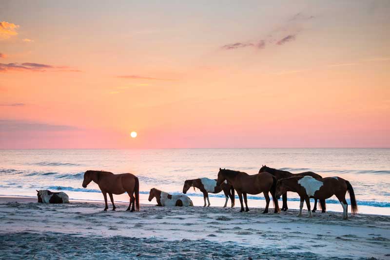 Assateague Island National Seashore