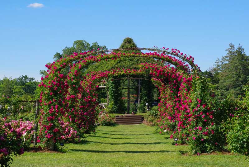 Elizabeth Park Rose Garden