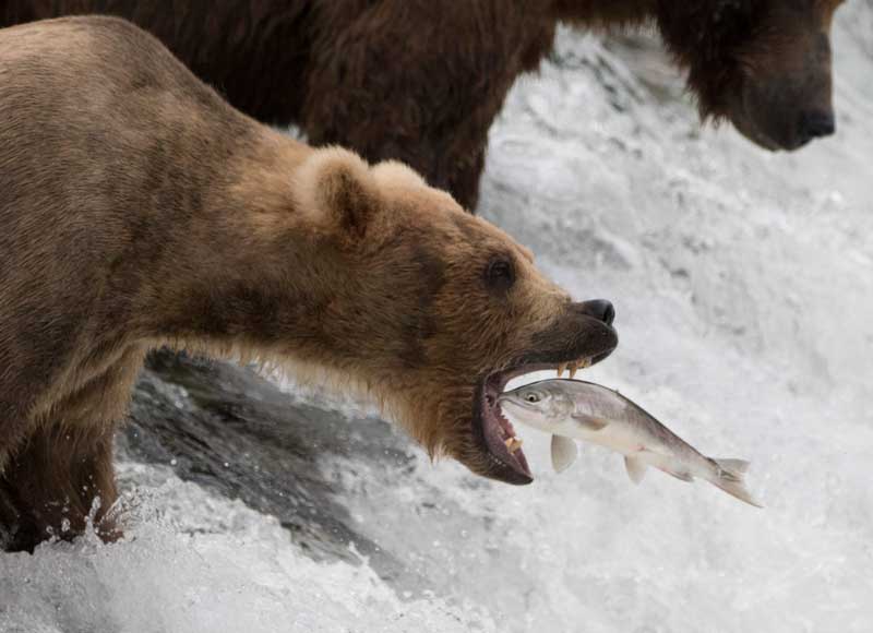 Katmai National Park and Preserve