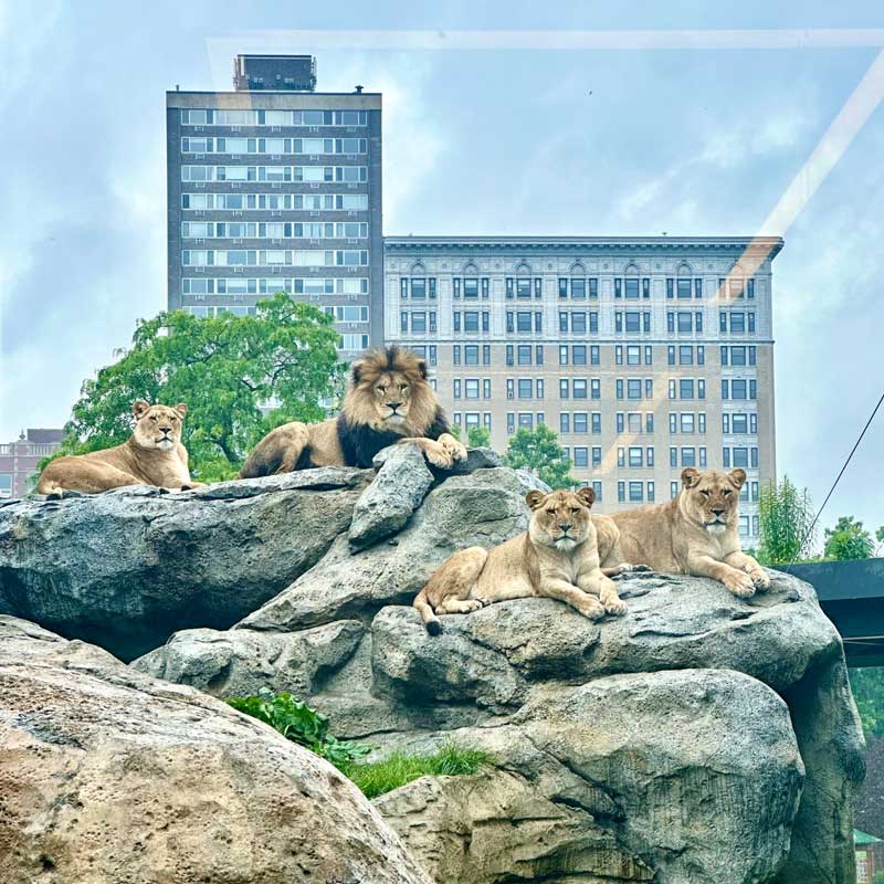 Lincoln Park Zoo