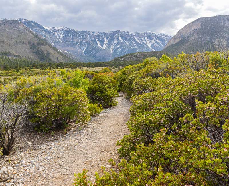 Mount Charleston (Spring Mountains National Recreation Area)