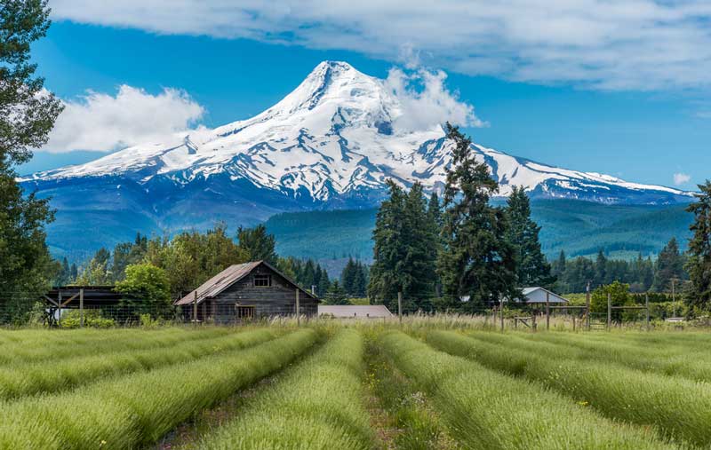 Mount Hood