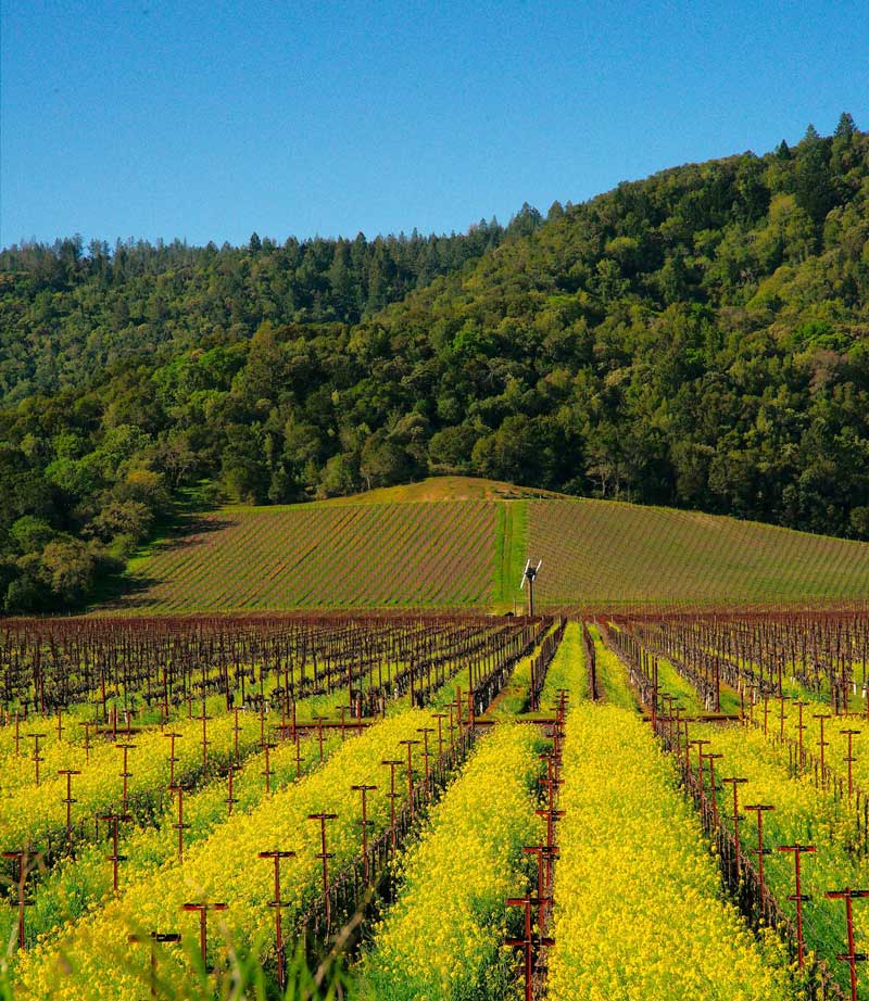 Napa Valley, California