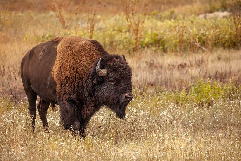 National Bison Range