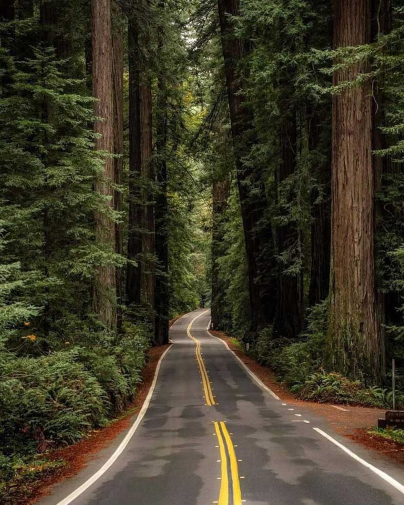 Redwood National and State Parks