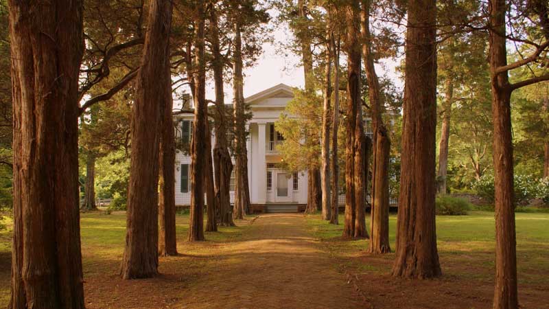 Rowan Oak in Oxford