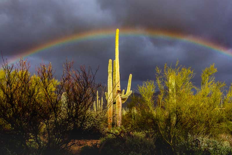 Saguaro National Park