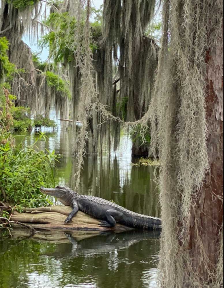 Swamp Tours