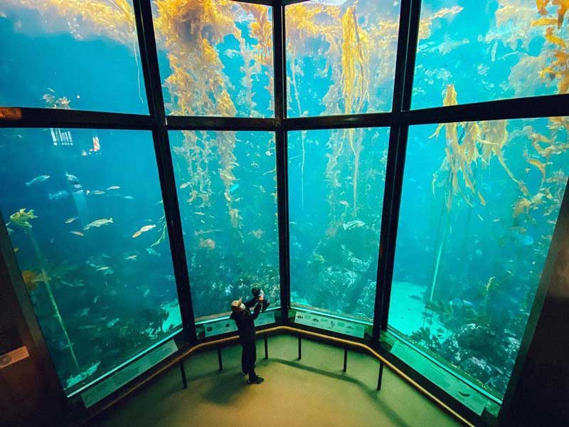 The Monterey Bay Aquarium