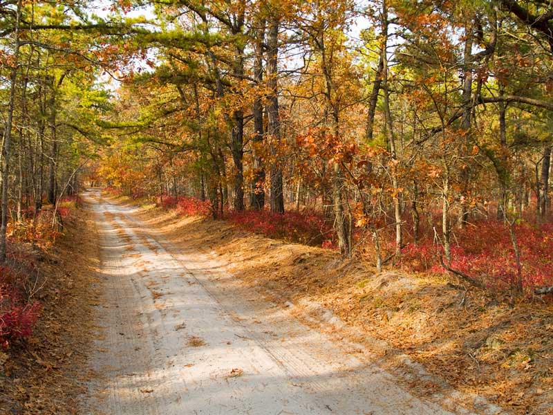 The Pine Barrens