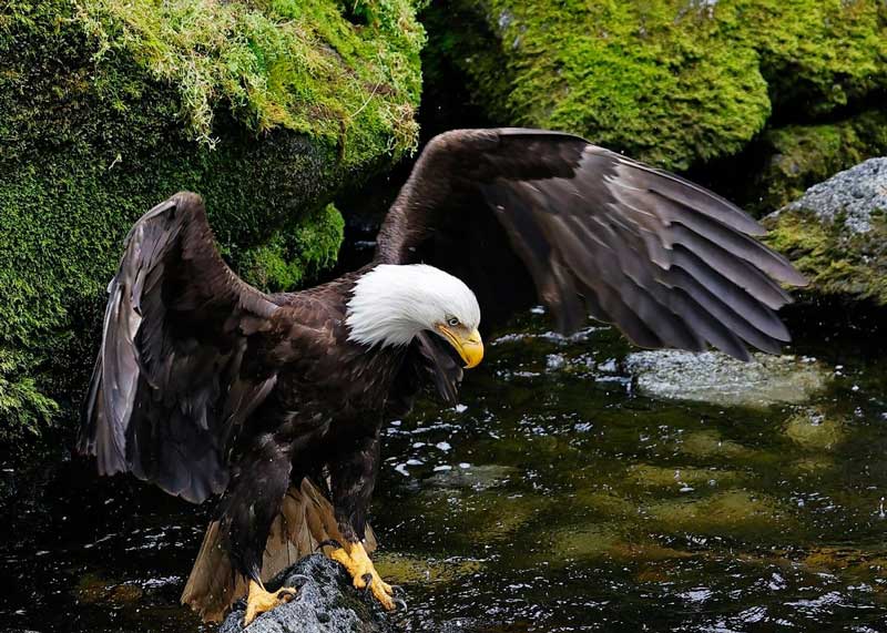 Tongass National Forest