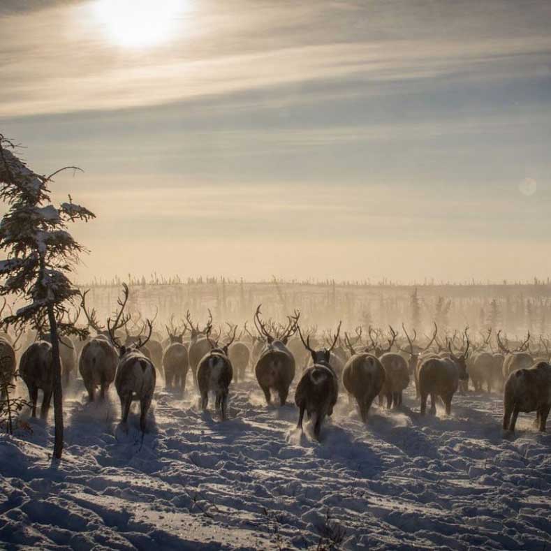 Tundra Tours