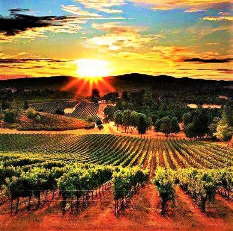 Wine Country in Napa Valley