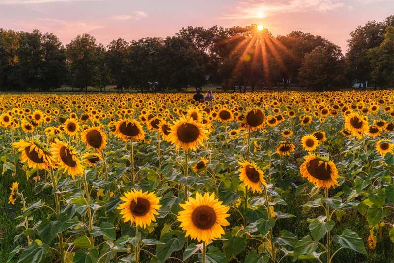 Yellow Springs