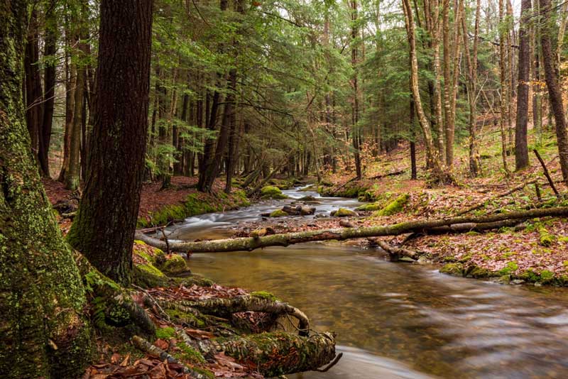 Allegheny National Forest