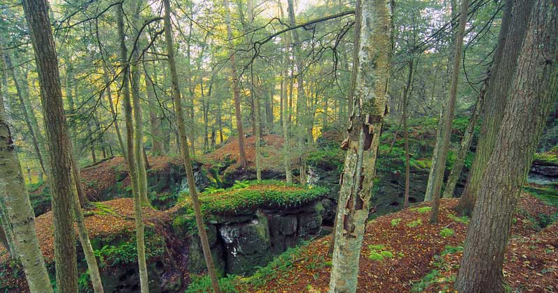 Beartown State Park