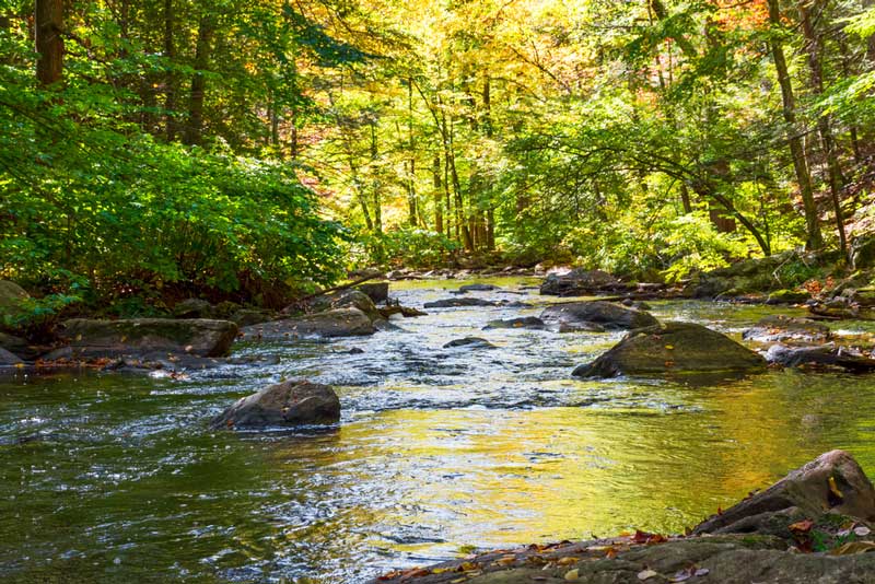 Black River State Forest