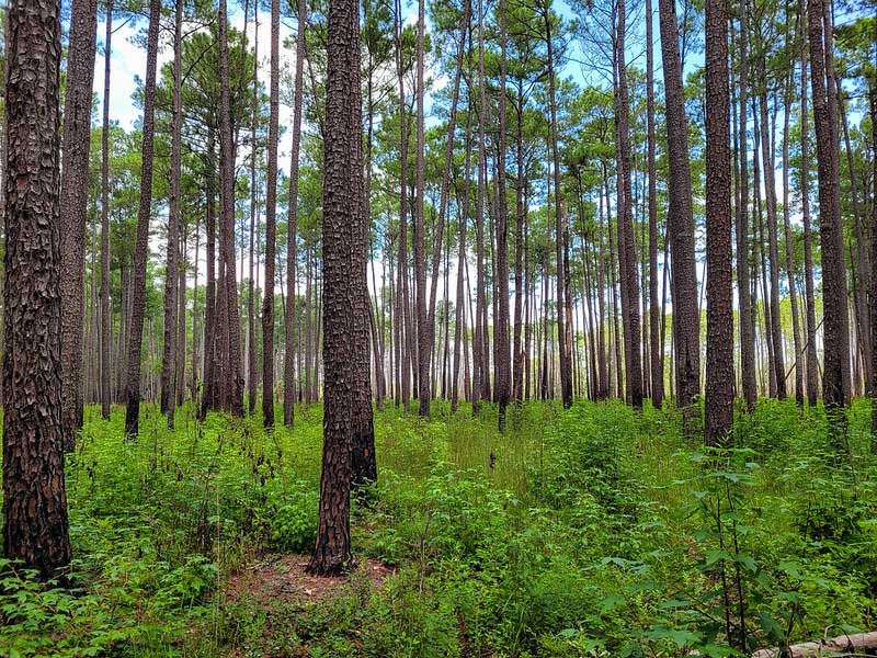 Congaree National Park