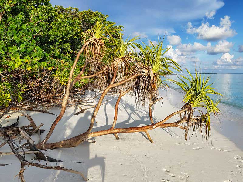 Fulhadhoo Beach