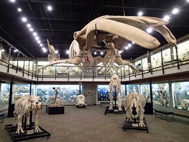 Museum of Osteology