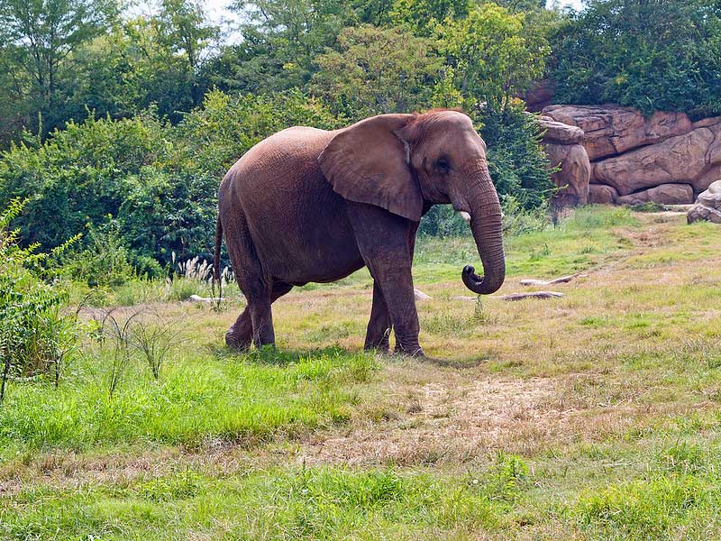 Nashville Zoo