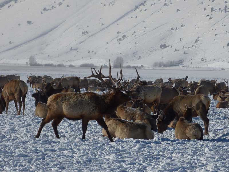 National Elk Refuge