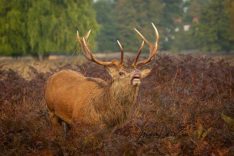 Necker Deer Park