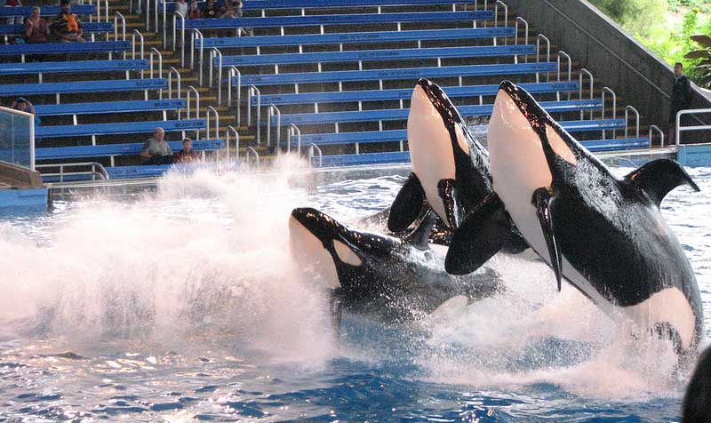 SeaWorld San Antonio