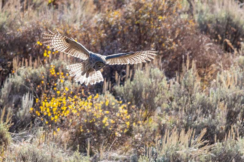 Teton Raptor Center