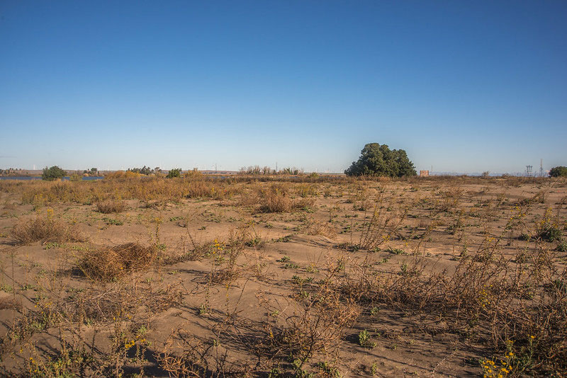 Antioch Dunes National Wildlife Refuge