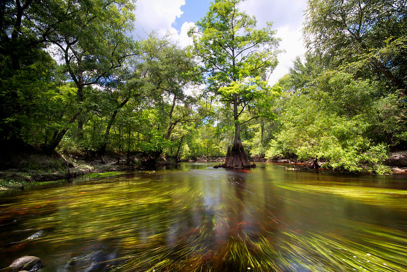 Aucilla River