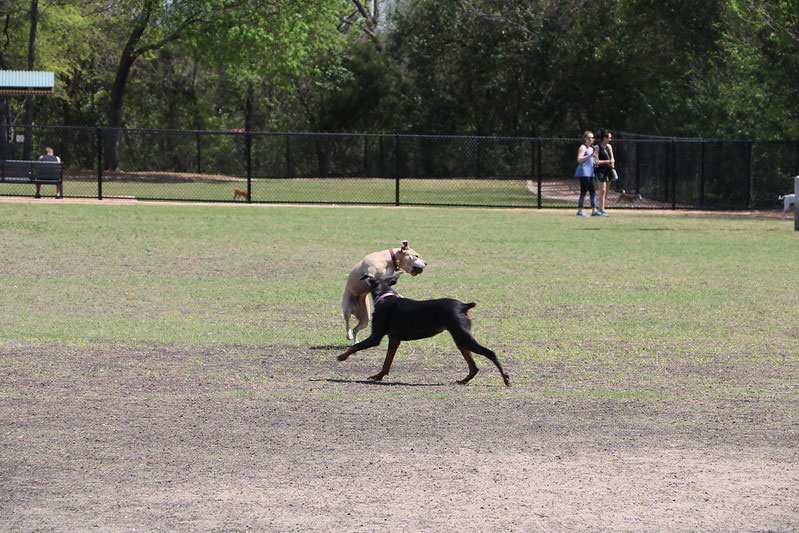 Carter Park Dog Park