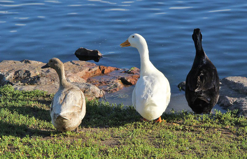 Deming Duck Races