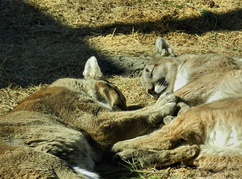 Dickerson Park Zoo