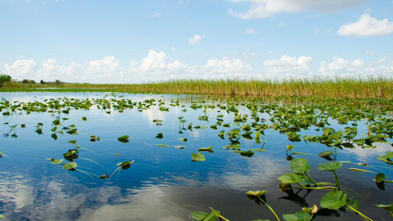 Everglades Holiday Park